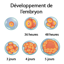 10 semaines de grossesse, 12 SA - la grossesse semaine par semaine