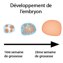 2ème semaine de grossesse : changement de vie !