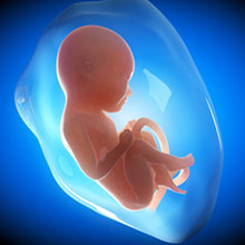Evolution foetus 7, 8 et 9 mois